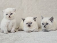 Blue point scottish fold ve british shorthair