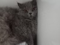 British longhair kedimiz Lunaya bir damat arıyoruz