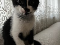3 aylık yavru scottish fold