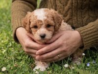 Korekan Toy Poodle Bebeklerimiz