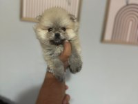 Pomeranian boo teddy bear yavrucuklar