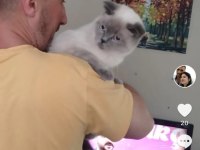 British shorthair kedisi