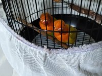 Cennet papağanı sevda papağanı 6 aylık
