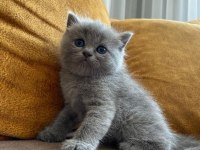 7 aylık erkek british shorthair kedimiz