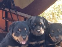 Macar koca kafa rottweiler yavruları
