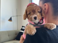 Türünün en güzeli maltipoo