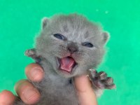 Scottish Fold Yavrularımız