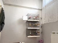 MUHABBET KUŞU SHOW ERKEK