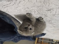 2 aylık scottish fold - blue point melezi