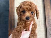 Teacup Toy Poodle Yavrular Kg Garantili
