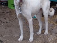 Akbaş yavrusu köpeğimiz