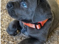 Mavi göz cane corso