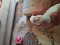 TATLI MUHABBET KUŞU BEBEKLERE YUVA ARANIYOR