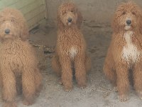 KALİTELİ DEV POODLE YAVRULAR