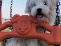 Maltese terrier 2 buçuk yaşında