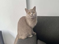 Lilac british shorthair cinsİ kedimiz aile arıyoruz.