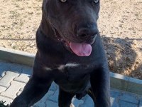 Cane Corso Black İtalyan Mastifi