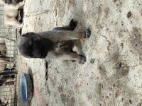 Şampiyon Kangal yavruları ilk defa sahnede