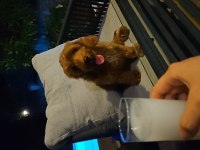 4 aylık cockapoo