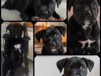 Secereli annenin ilk erkek cane corso yavrusu