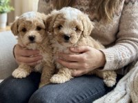 Safkan korekan poodle bebekler
