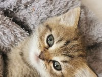 Merhaba anne british baba chinchilla yavruları var