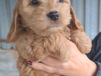 MALTİPOO YAVRULARIMIZ YENİ YUVALARINA HAZIR