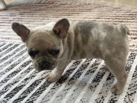 French bulldog yavrumuz