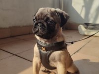 3 Aylık Erkek Pug Yavrusu