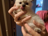 50 günlük scottish fold bebekler