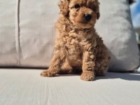 Teddy Bear Toy Poodle Bebeklerimiz İstanbul