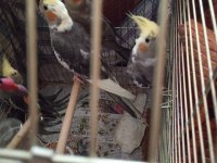 2,5 3 aylık aylık sultan papağanı İzmir Çiğli Evka 5