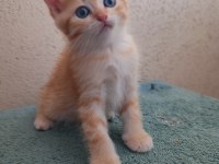 British Shorthair Golden ve Silver Point bebekler