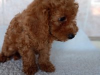 Erkek sağlıklı yavru poodle