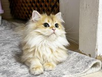 Golden British Longhair Kedisi