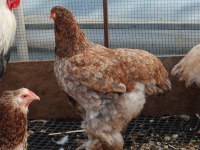 SALMON BRAHMA KULUÇKALIK YUMURTA & CİVCİV