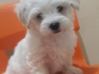 Orjinal maltese yavrular