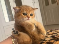 SAFKAN BRİTİSH SHORTHAİR GOLDEN DIŞI YAVRU