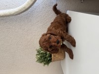 Safkan Dişi Erkek Toy Poodle Yavrularım