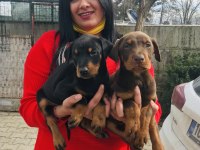 Üst kalite king doberman yavrularım