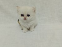 British Longhair Bebişlerimiz