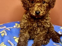 3 aylık toy poodle yavrumuz