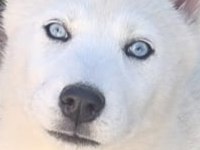 31 Ekim 2025 doğumlu dişi Sibirya Kurdu Husky