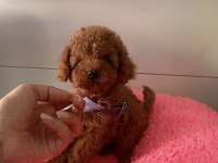 Orjinal 0 Numara Toy Poodle Yavrularımız