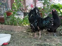 4#1 black modlet aracuanas mavici