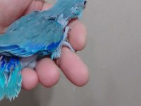 Erkek Bebek Forpus Cep Papağanı