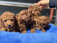 Yasal Ruhsatlı Çiftlikden Toy Poodle Yavrular