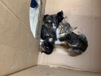 5 YAVRU KEDİYE ÖMÜRLÜK YUVA