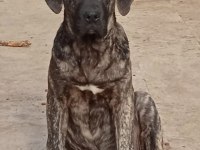Yavru cane corso köpeği
