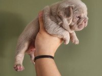 NEW SHADE İSABELLA AND TAN DİŞİ YAVRU FRENCH BULLDOG